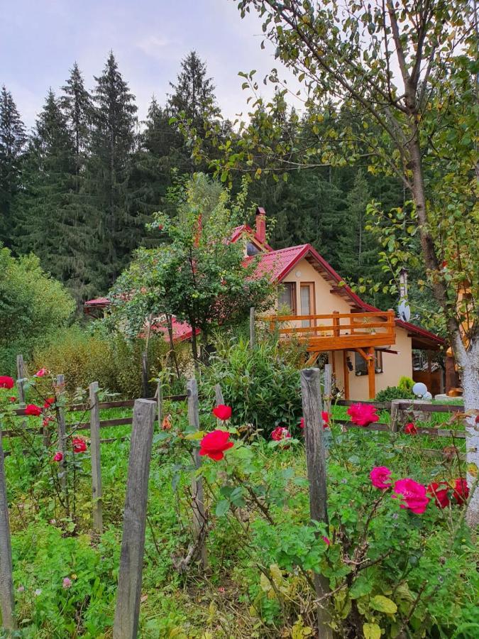 Forest Vibes Spa Cimpu lui Neag Экстерьер фото