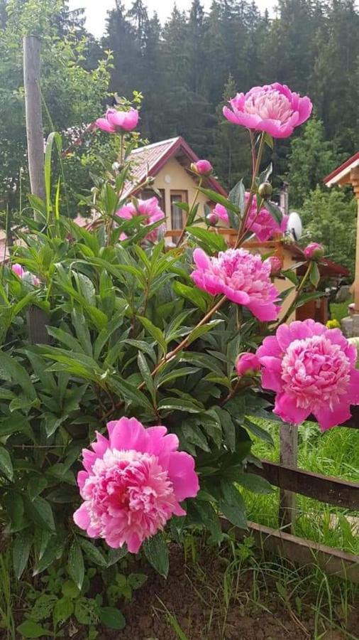 Forest Vibes Spa Cimpu lui Neag Экстерьер фото