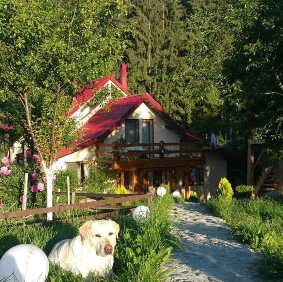 Forest Vibes Spa Cimpu lui Neag Экстерьер фото