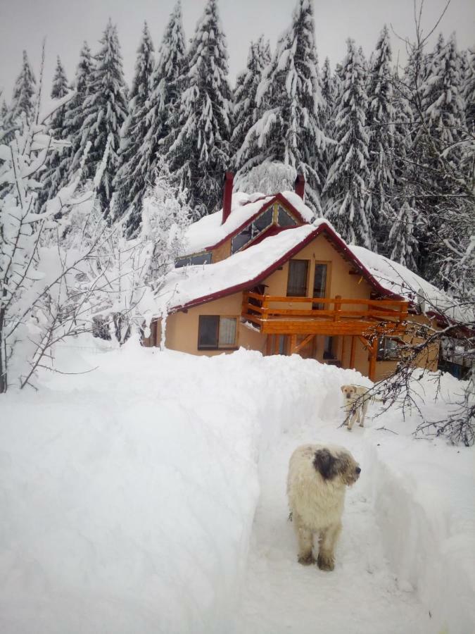 Forest Vibes Spa Cimpu lui Neag Экстерьер фото