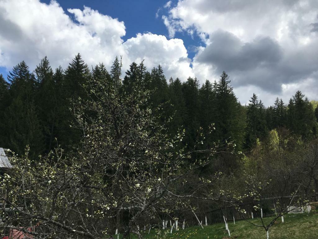 Forest Vibes Spa Cimpu lui Neag Экстерьер фото